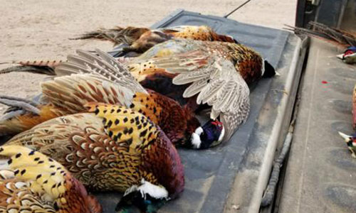 Greater Denver Pheasants Forever Pheasant Hunt