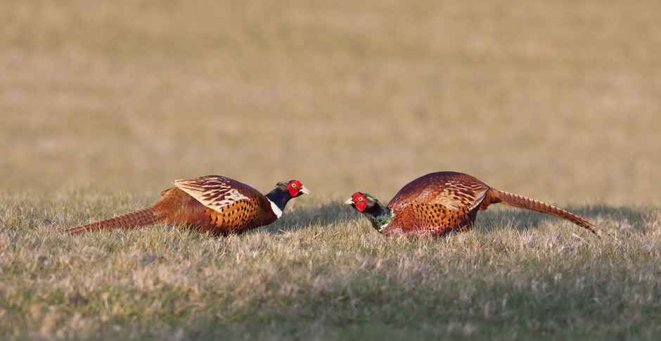 Greater Denver Pheasants Forever